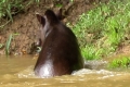 Tapir