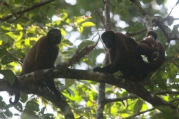 Wooly Monkeys