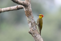 Yellow-throated Woodpecker