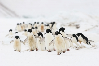 Adelie Penguins