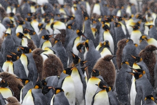 King Penguins