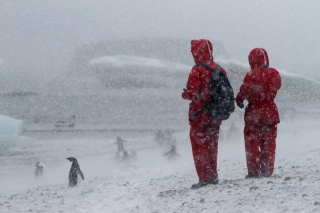 Penguin Watchers