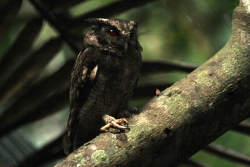 Tawny-bellied Screech-Owl