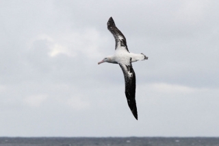 Wandering Albatross