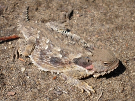 Horned Lizard