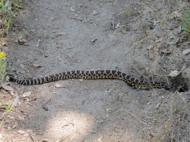 Rattlesnake