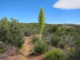 Desert Pacific Crest Trail