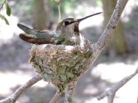 Anna's Hummingbird Nest