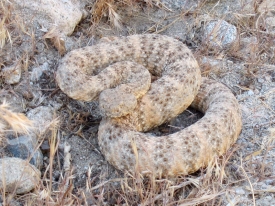 Rattlesnake