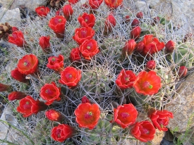 Blooming Cactus