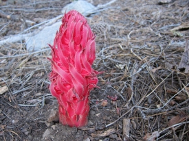 Snow Plant