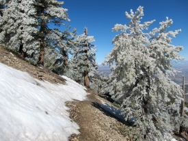 Icy Trees