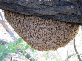 Bee Swarm