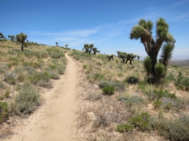 Joshua Trees