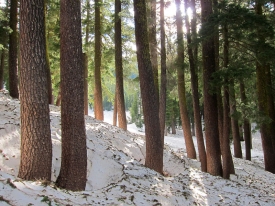 Forest and Snow