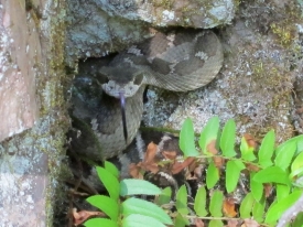 Rattlesnake