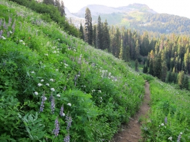 Pacific Crest Trail