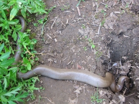 Rubber Boa