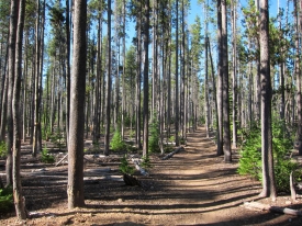 Pine Forest