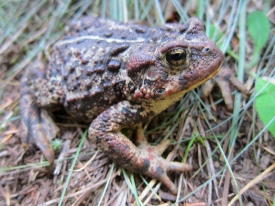 Toad