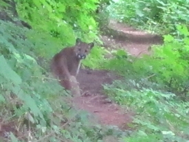 Mountain Lion