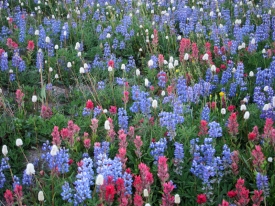 Wildflowers