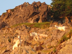 Mountain Goats