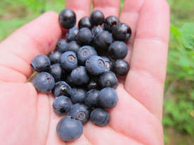 Blueberries