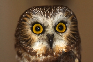 Northern Saw-whet Owl