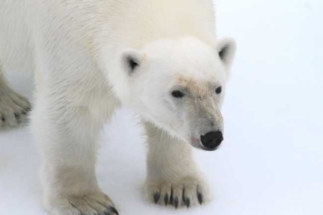 Polar Bear