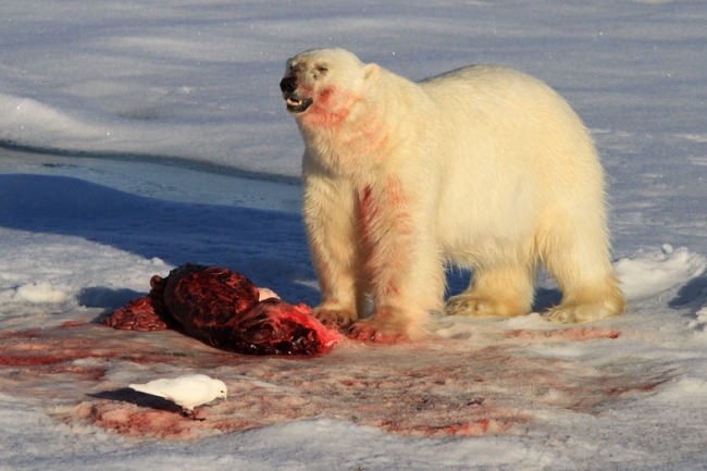 Bear Kill