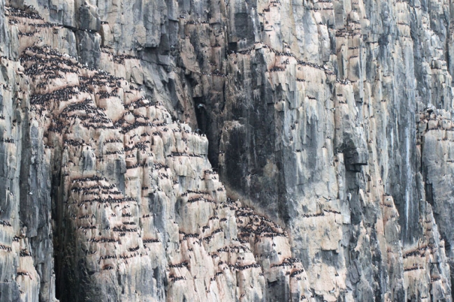 Guillemot Cliffs