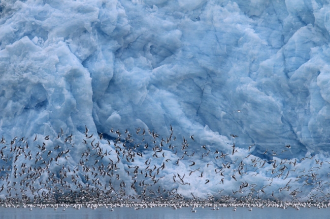 Kittiwakes