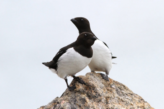 Little Auks