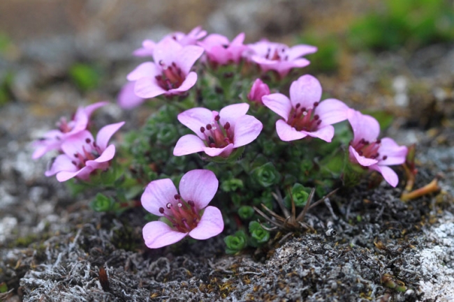 Purple Saxifrage