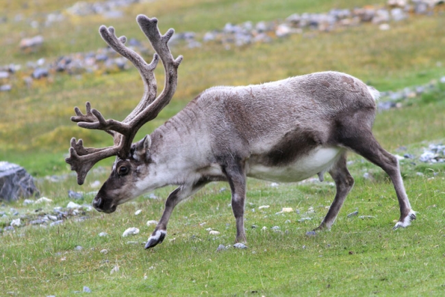 Reindeer