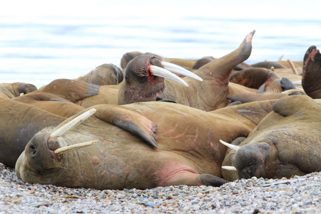 Walrus Haulout