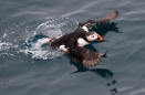 Atlantic Puffin.