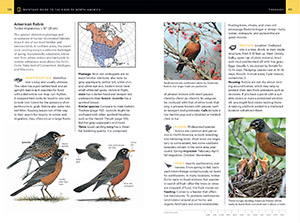 American Robin  National Geographic