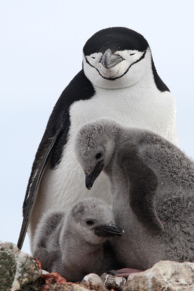 Chinstrap Penguin Nest